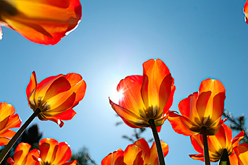 Nature_Poppies_LO.jpg