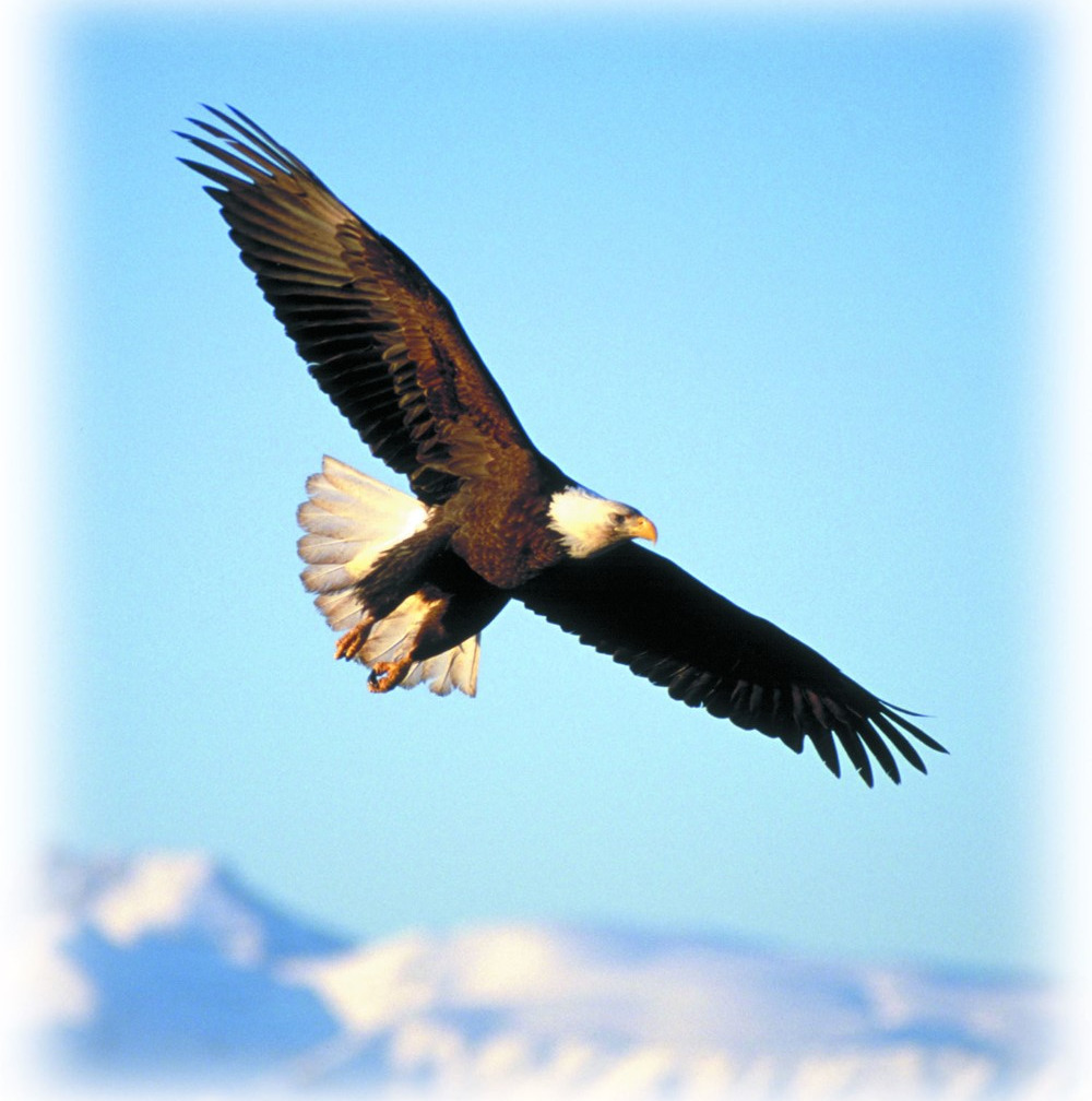 eagle.jpg