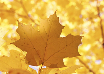 leaf.jpg