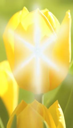 tulip.jpg